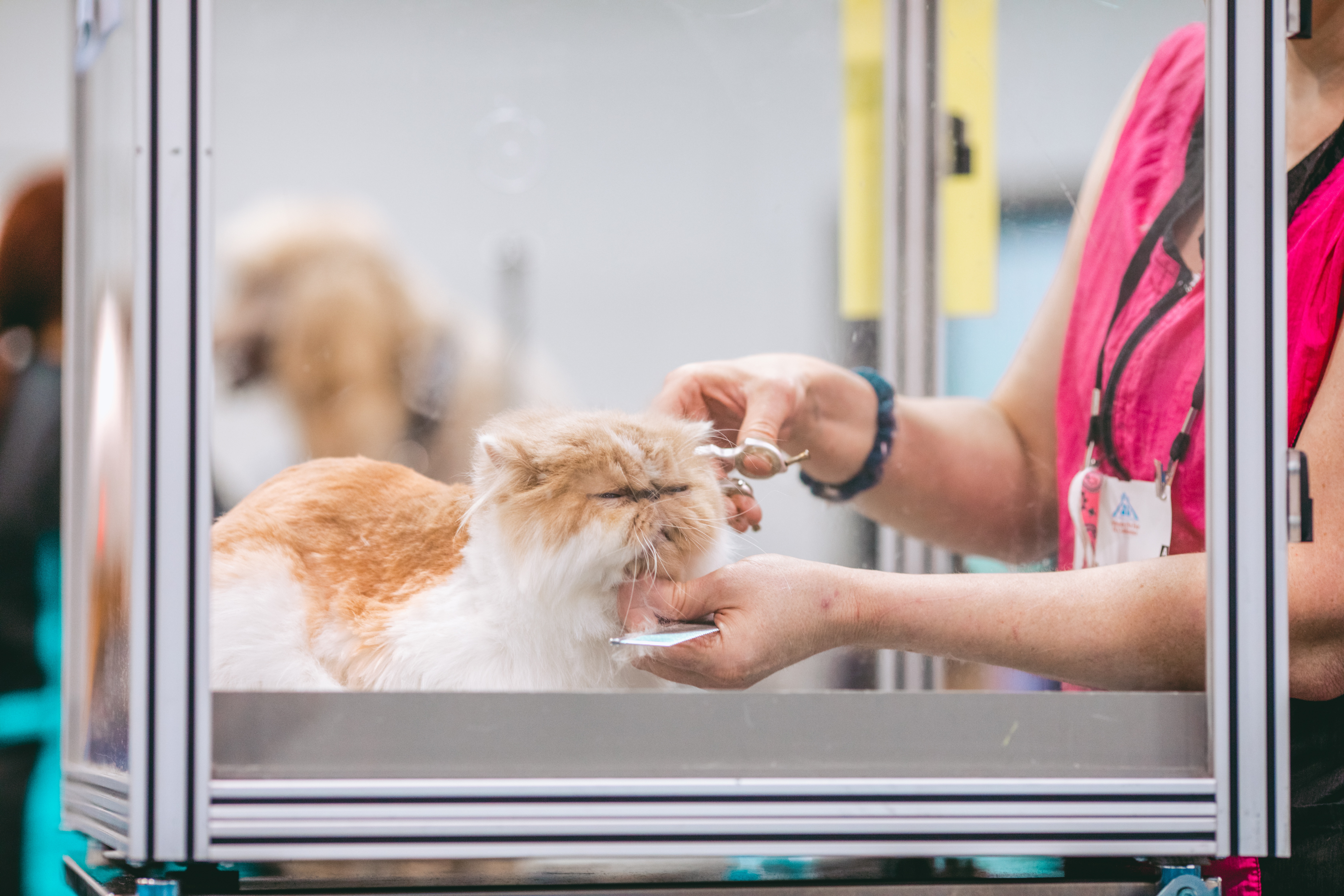06-grooming-felino