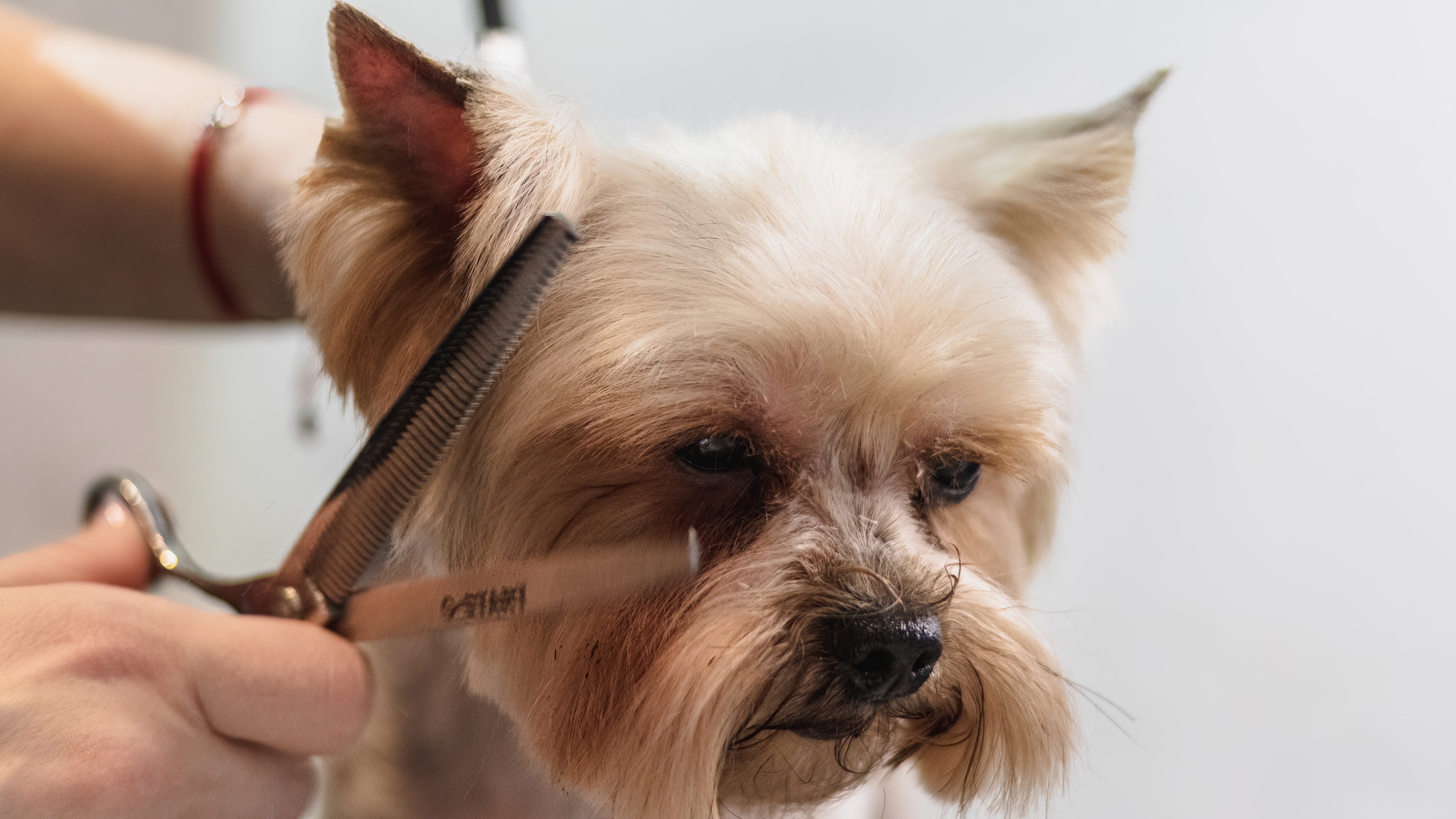 Prevención de nudos en pelaje canino