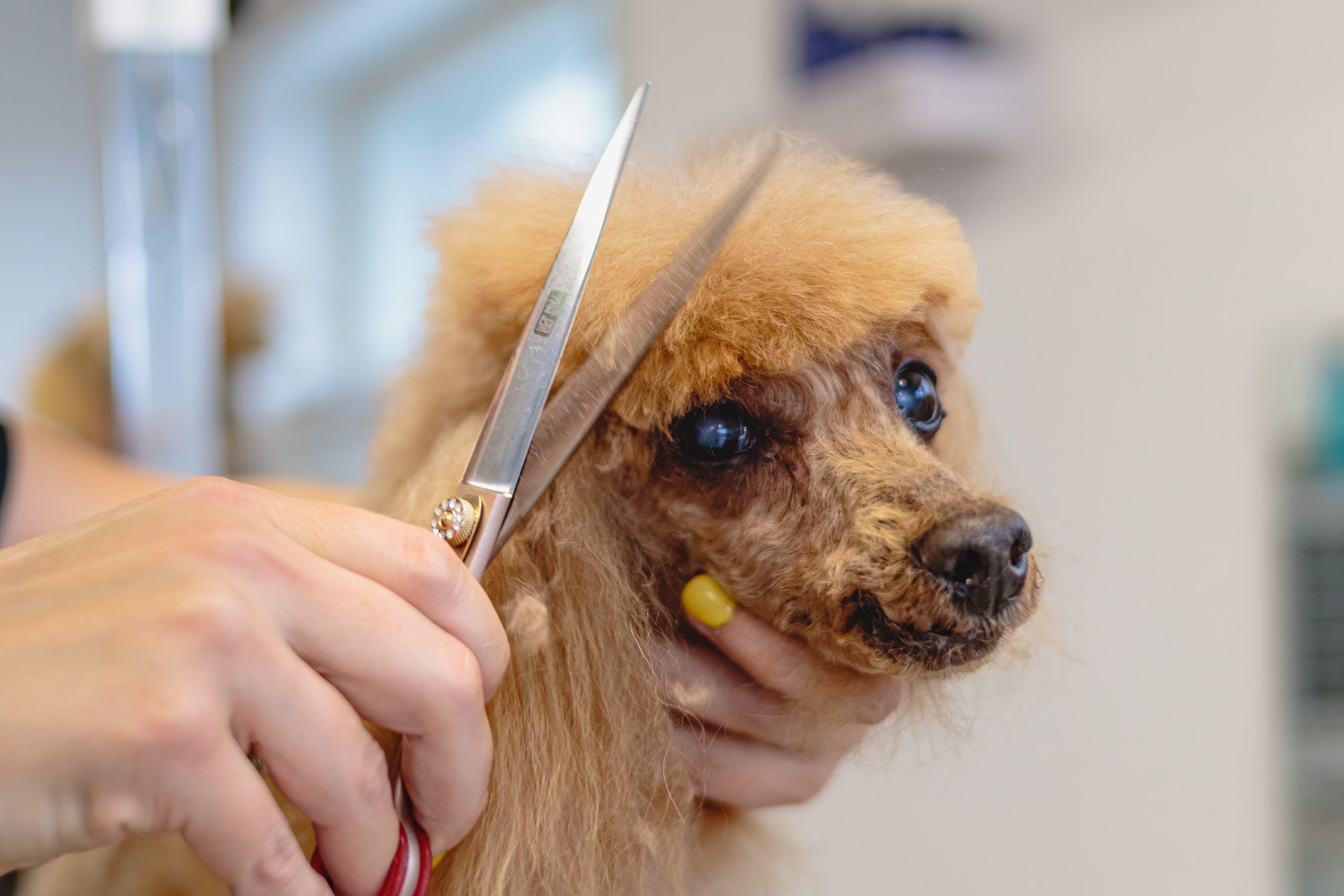 Guía de grooming para Poodle