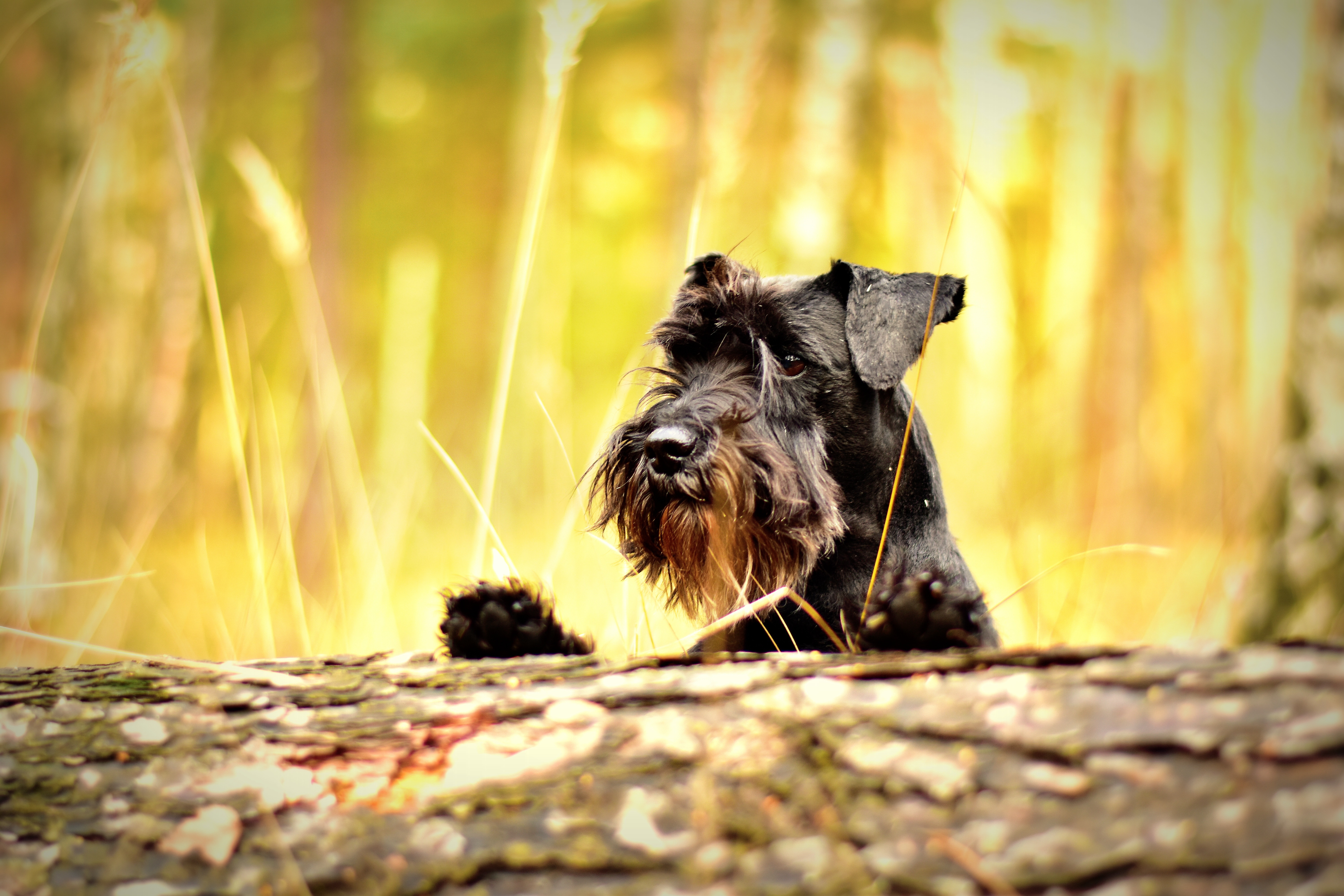 Grooming del Schnauzer