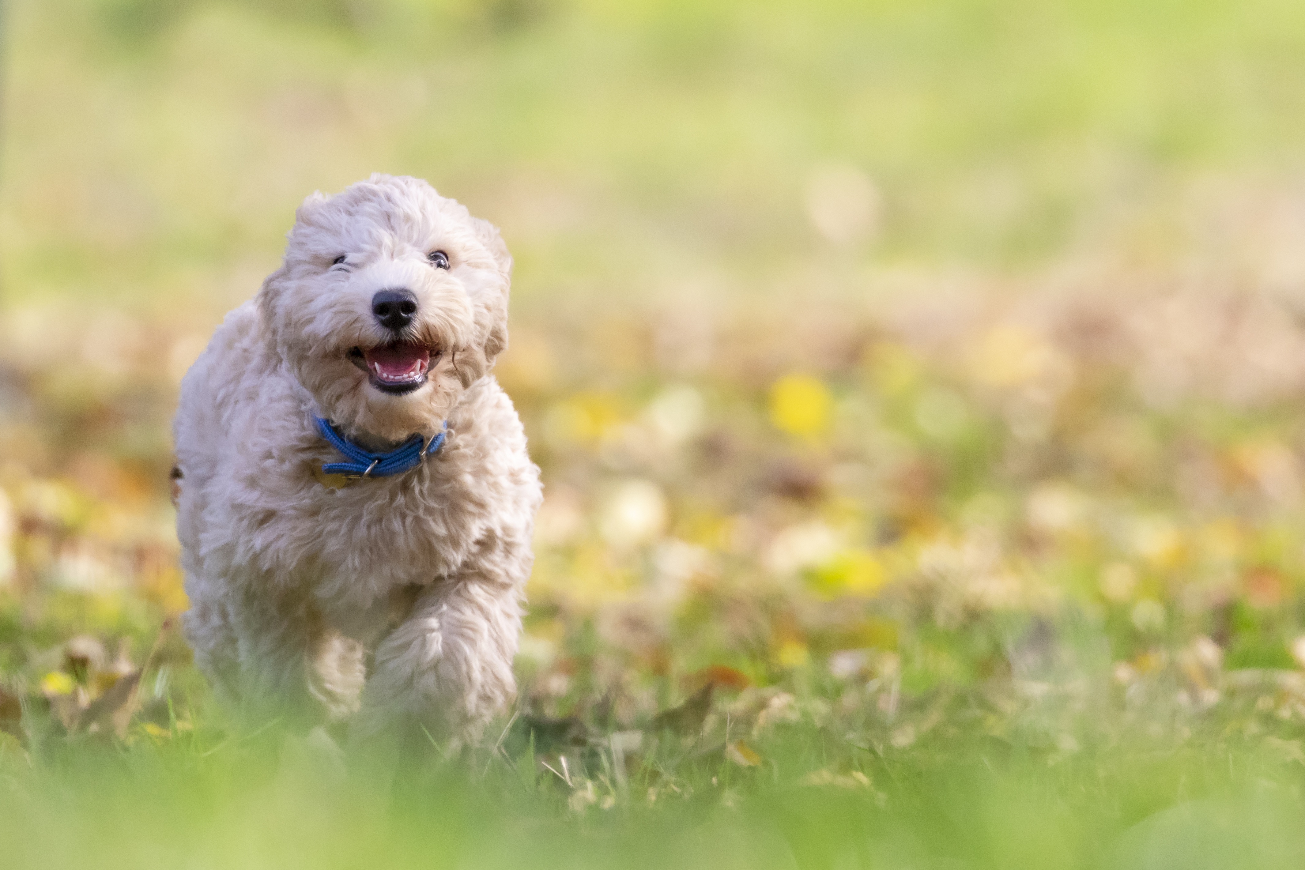 Por qué le huele mal el pelo a tu perro